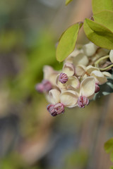 Five-leaf akebia Silver Bells