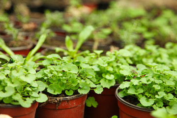 Fototapeta na wymiar Growing home plants
