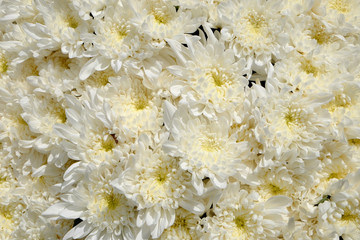 white chrysanthemum flower