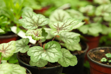 Cyclamen plant in greenhouse