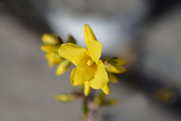 Dwarf Forsythia Mini Gold