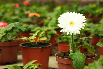 white gerbera flower
