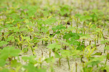 clover growing in soil