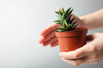 transplanting plants, succulent.