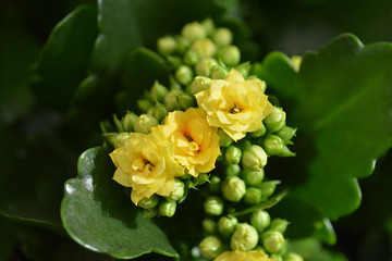 Florist kalanchoe Calandiva