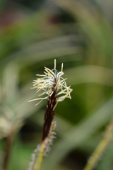 Japanese Sedge Variegata