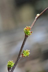Hawthorn Pauls Scarlet