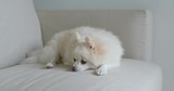White pomeranian lying on sofa