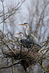 Graureiher am Nest