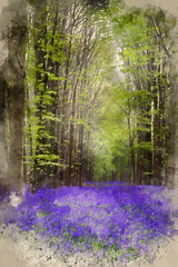 Watercolour painting of Vibrant bluebell carpet Spring forest landscape