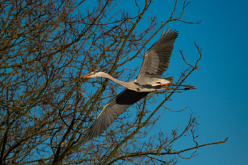 Ein Graureiher mit Nistmaterial im Anflug