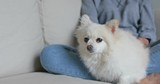 Sleep white pomeranian with pet owner cuddle