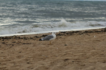 seagull on the beach  bird, seagull, beach, sea, gull, ocean, sand, water, animal, nature, coast, birds, seagulls, white, summer, wildlife, blue, waves, shore, standing, beak, feather