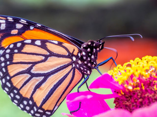 monarch butterfly, Danaus plexippus