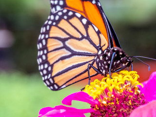 monarch butterfly, Danaus plexippus