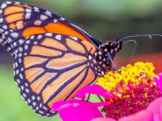 monarch butterfly, Danaus plexippus