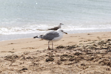 seagull on the beach  bird, seagull, beach, sea, gull, ocean, sand, water, animal, nature, coast, birds, seagulls, white, summer, wildlife, blue, waves, shore, standing, beak, feather