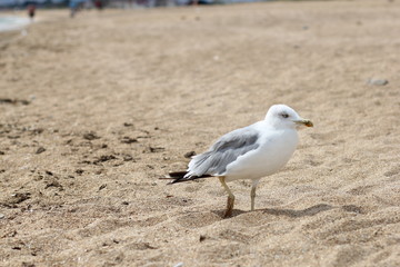 seagull on the beach  bird, seagull, beach, sea, gull, ocean, sand, water, animal, nature, coast, birds, seagulls, white, summer, wildlife, blue, waves, shore, standing, beak, feather