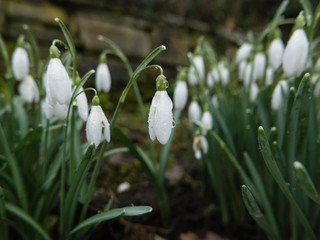 Snowdrops in the garden after rain