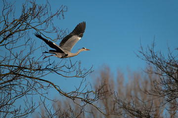 Graureiher beim Abflug von seinem Nest