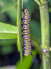 monarch butterfly, Danaus plexippus