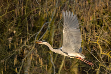Ein Graureiher im Flug mit Nistmaterial im Schnabel