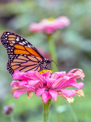 Naklejka na ściany i meble monarch butterfly, Danaus plexippus