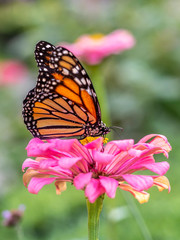 monarch butterfly, Danaus plexippus