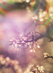 Flowering thorn Bush (blackthorn) in the warm spring sun in Greece