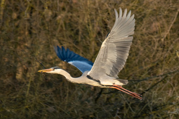 Obraz premium Ein Graureiher im Flug mit Nistmaterial im Schnabel