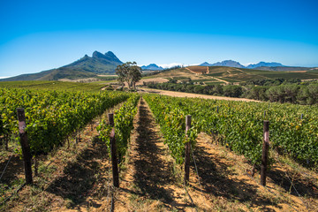 Fototapeta na wymiar Beautiful landscape of Cape Winelands, wine growing region in South Africa