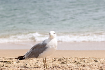 seagull on the beach