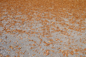 autumn flower on the ground