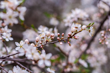 Blossoming cherry tree, a branch close-up with blooming white flowers and young green leaves on a background of blurred white flowers