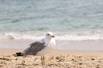 Seagull, sea, bird, summer, landscape, waves, Seagull and sea