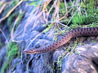 Brown snake at the grass near rock