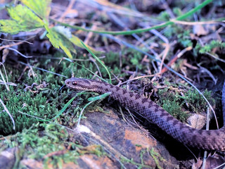 Brown snake at the grass near rock