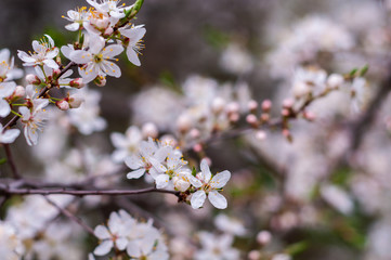 Blossoming cherry tree, a branch close-up with blooming white flowers and young green leaves on a background of blurred white flowers