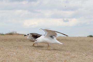 Seagull, sea, bird, summer, landscape, waves, Seagull and sea