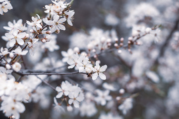 Background of blooming white flowers and buds on a branch of a cherry tree close-up on a blurred background
