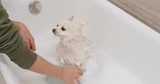 Pomeranian dog take bath