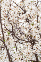 Blossoming cherry tree, a branch close-up with blooming white flowers and young green leaves on a background of blurred white flowers