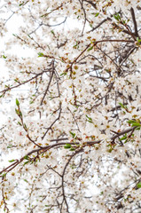 Blossoming cherry tree, a branch close-up with blooming white flowers and young green leaves on a background of blurred white flowers