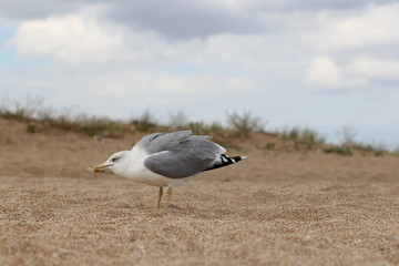 Seagull, sea, bird, summer, landscape, waves, Seagull and sea