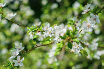 Closeup branch with blooming white flowers and young green leaves against a background of blurred white flowers, blooming cherry tree