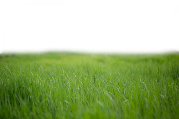 Fototapeta na wymiar Lush green grass isolated on white background
