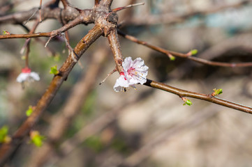 Blossoming cherry tree, a branch close-up with blooming white flowers and young green leaves against a blue sky