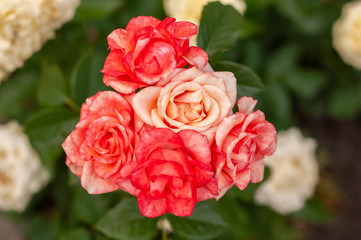 large open coral rose among other roses close up