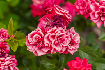 large open coral rose among other roses close up