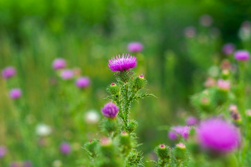 Fototapeta premium a lot of lilac spear thistle among grass and wild flowers